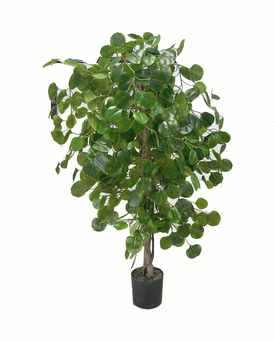 Strom eukalypt 120cm