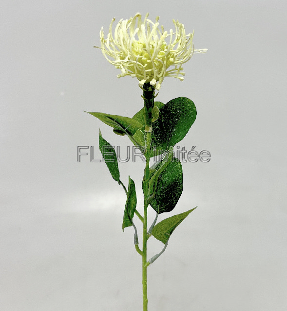 Protea 45cm  12/144