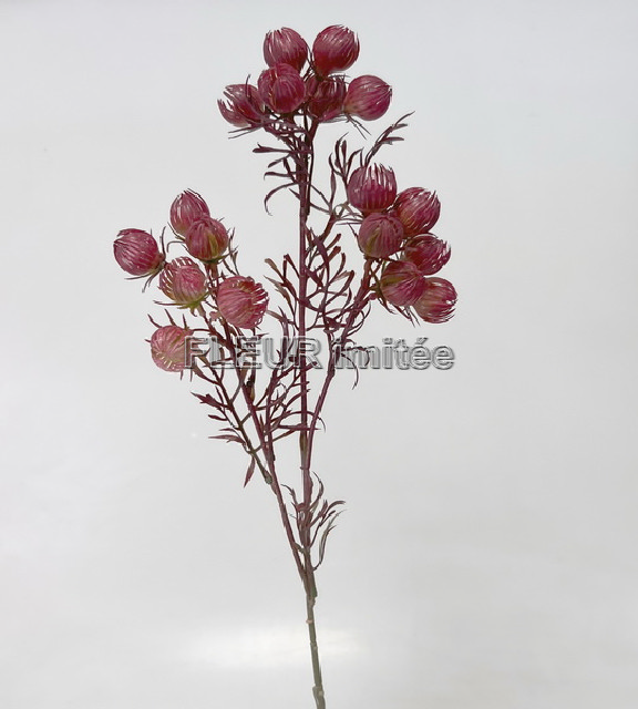 Physalis mini x3  60cm 36/216