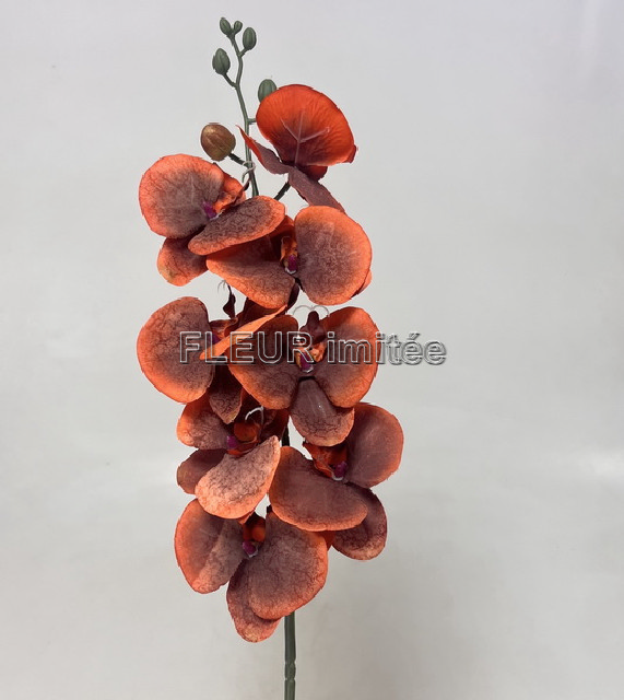 Orchidea  90cm latex  12/144