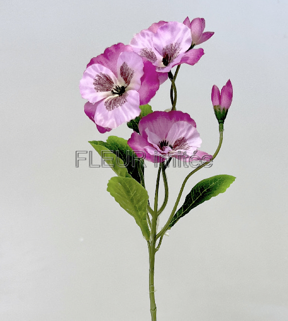 Maceška záp. 43cm 72/576