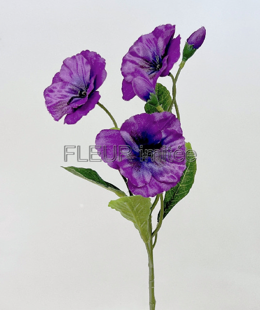 Maceška záp. 43cm 72/576