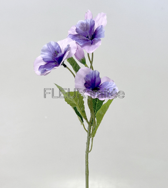 Maceška záp. 43cm 72/576