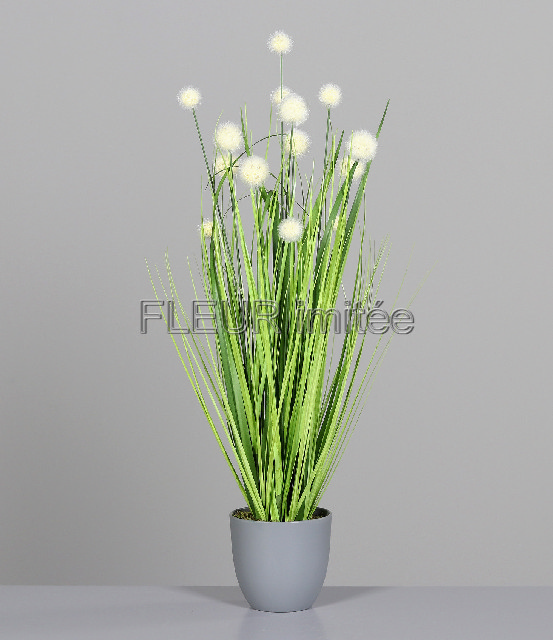 Tráva v květ. 75cm s oset.