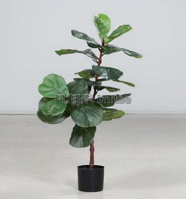 Fikus lyrata 85cm 2/8