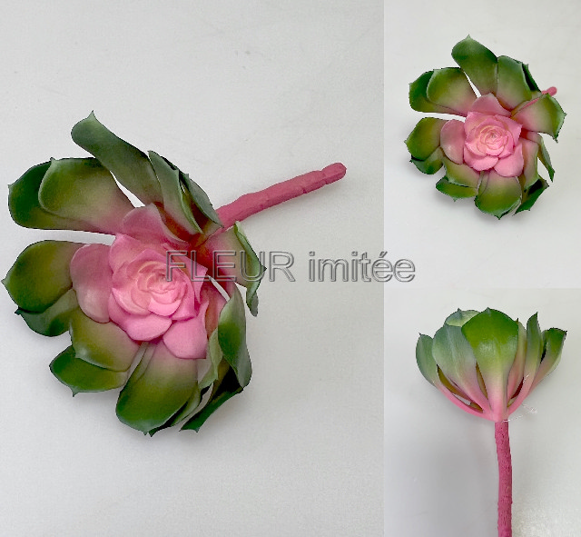 Sukulent 13m Echeveria 3/30