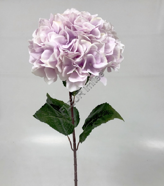 Hortenzie x1  70cm      12/144