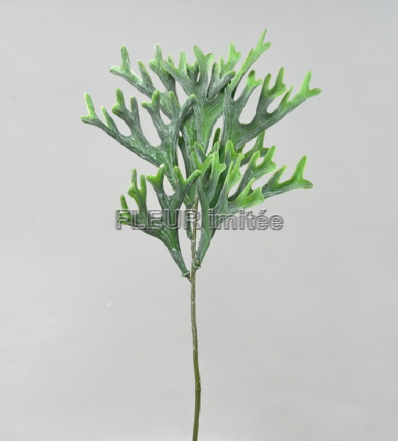 Platycerium záp. 38cm 12/216