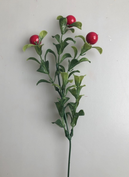 Buxus záp. červ.bobulky   12/