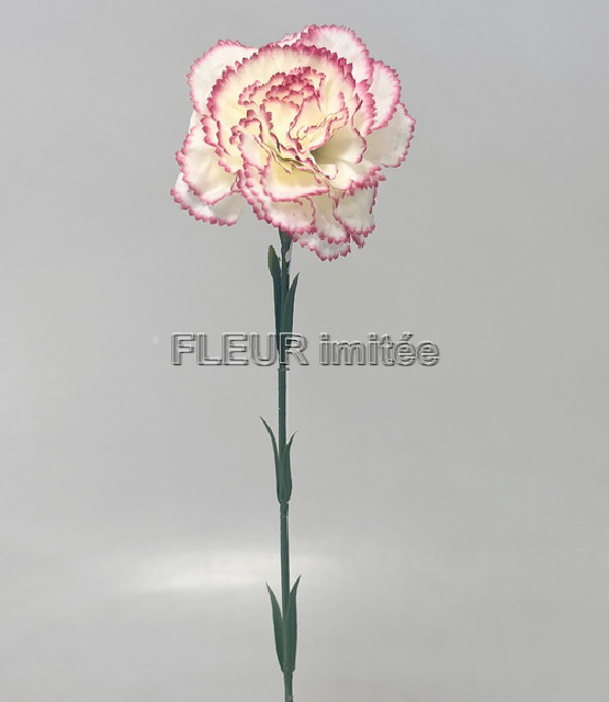 Karafiát x1 56cm 72/864