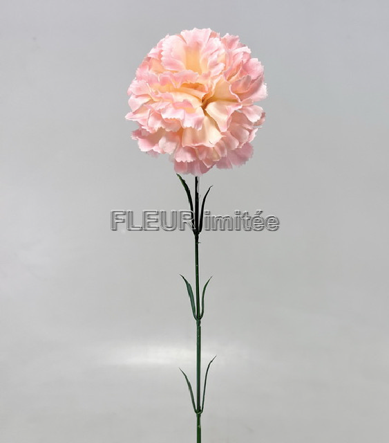 Karafiát x1 56cm 72/864