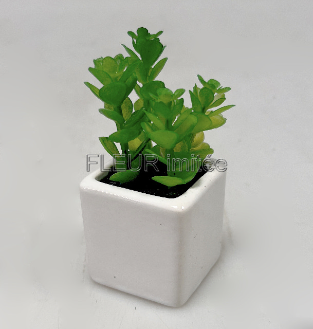 Sukulent mini 10cm vč.květníku