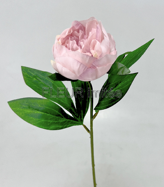 Pivoňka x 1 45cm 12/144