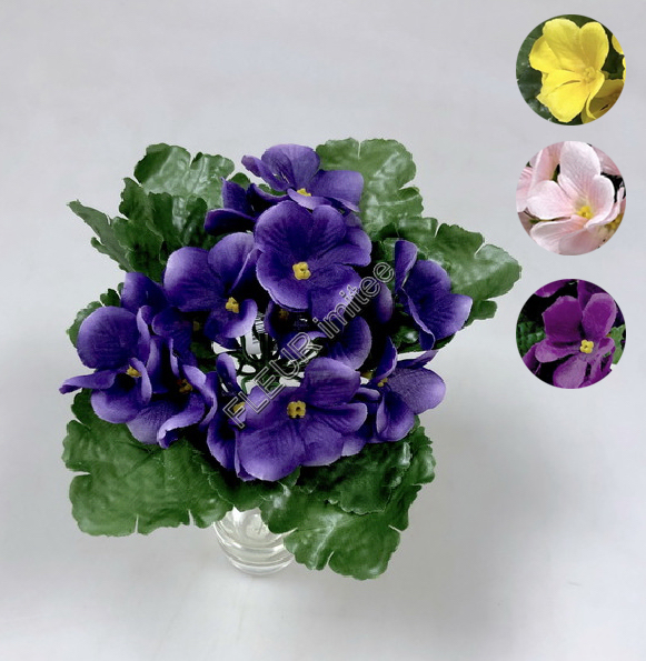 Saintpaulia 20cm  36/576