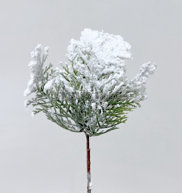 Tuje zasněž. 20cm 6/48