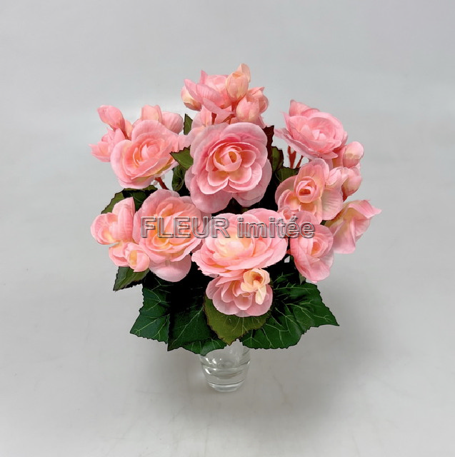 Begonie x7  28cm   12/192