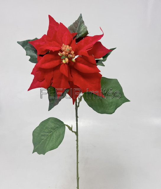Poinsettia 60/21cm 12/288