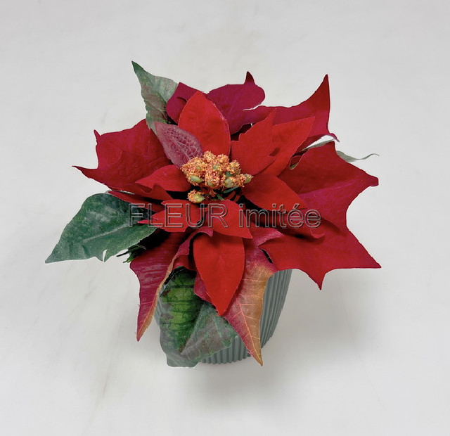 Poinsettia 50/21cm 12/288