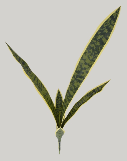 Sanseviera x5 80cm 24/96