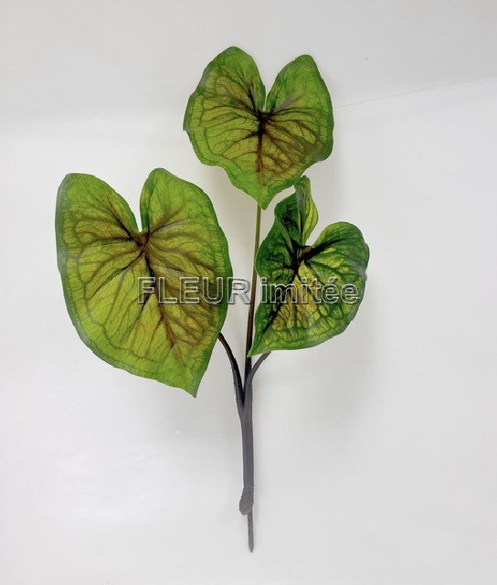 Caladium x3 60cm 12/72