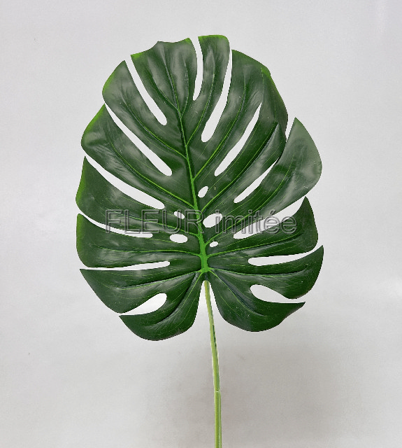 List monstera 70cm 12/240