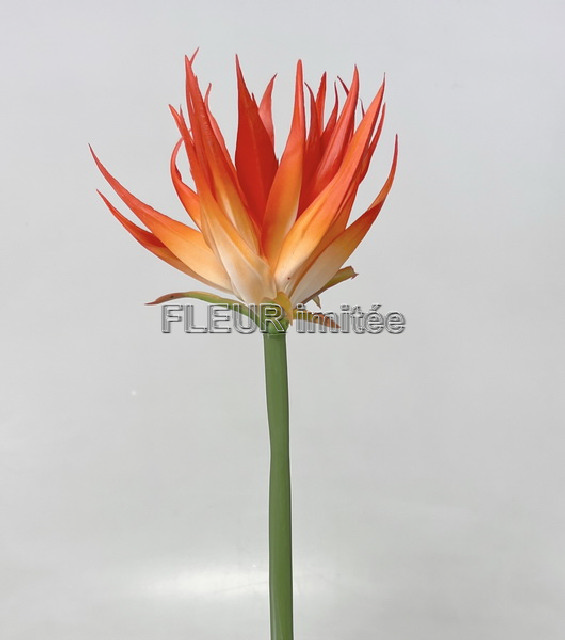 Guzmanie 85cm  24/144
