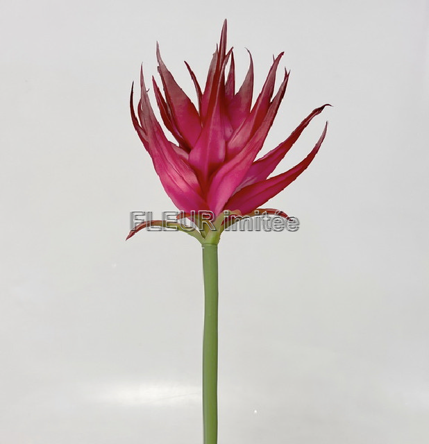 Guzmanie 85cm  24/144