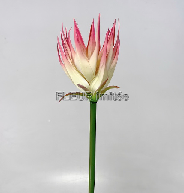 Guzmanie 85cm  24/144