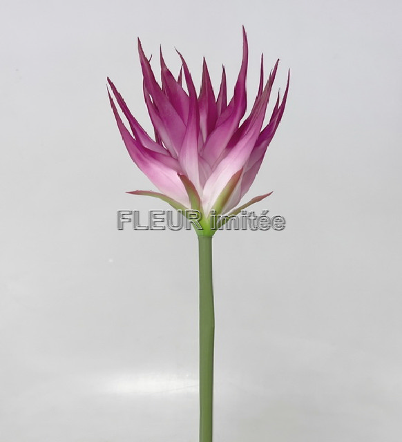 Guzmanie 85cm  24/144