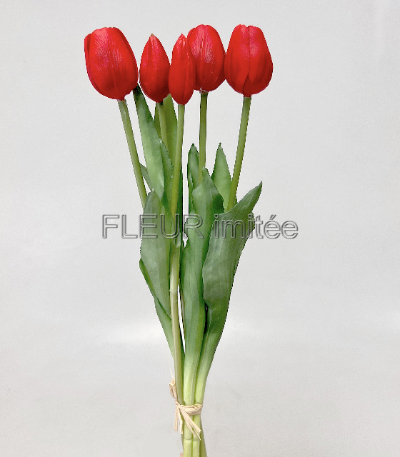Tulipán x5 latex 42cm 12/96