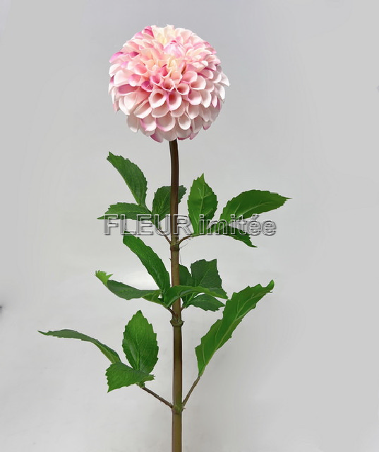 Jiřina x1 91cm 12/72