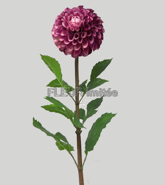 Jiřina x1 91cm 12/72