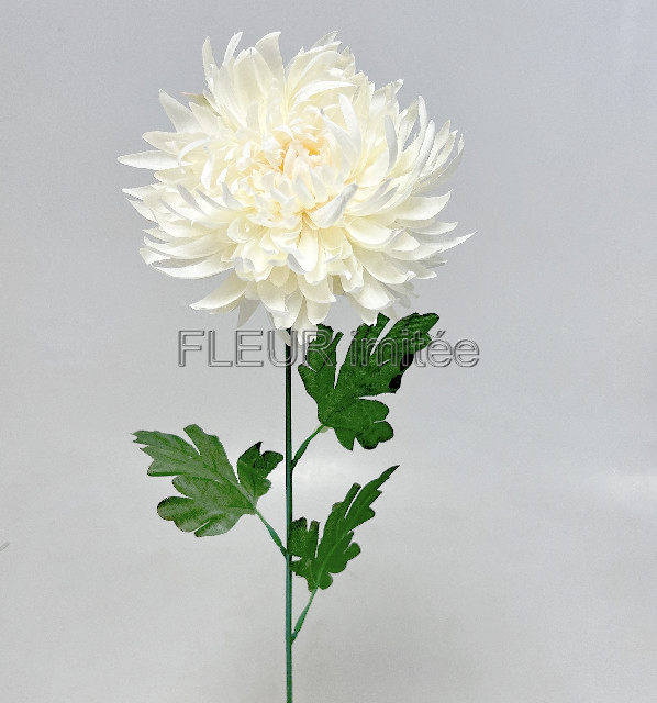 Chryzantéma  17/60cm  24/144