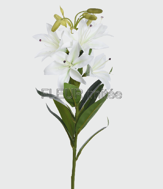 Lilie 76cm 24/96