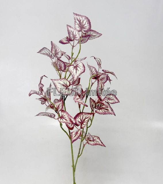 Begonie x3 65cm 36/180