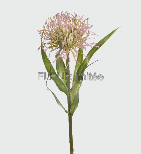 Protea 54cm 24/192