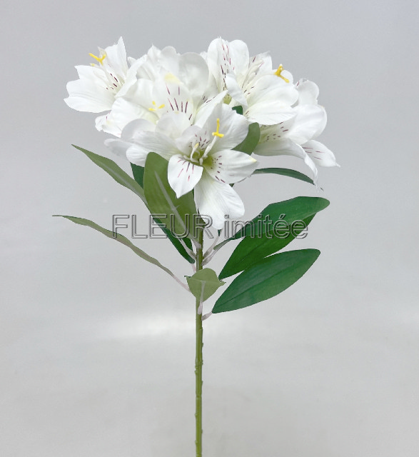 Alstromerie 60cm  24/240