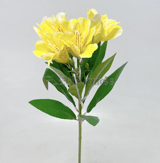 Alstromerie 60cm  24/240