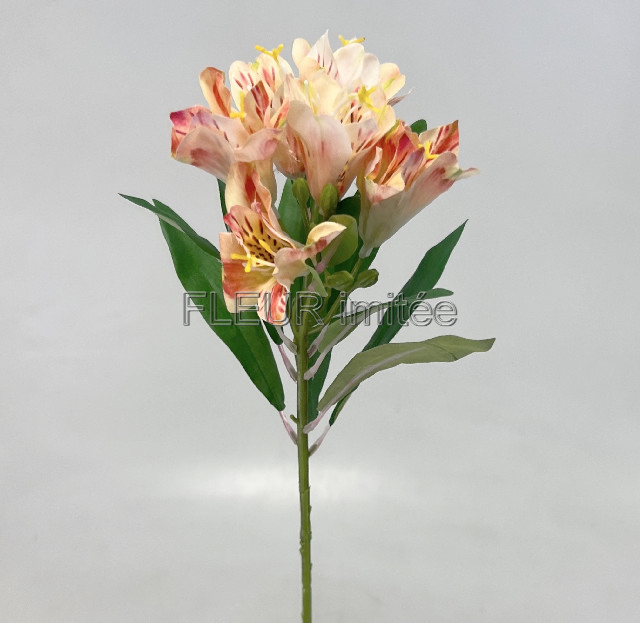 Alstromerie 60cm  24/240
