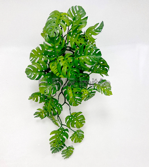 Monstera pop. 65cm latex 12/48
