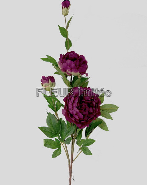 Pivoňka x5 110cm 24/144