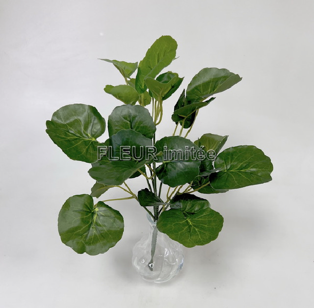 Muškát - listy 36cm 1/36