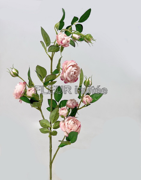 Růže planá 90cm 24/240