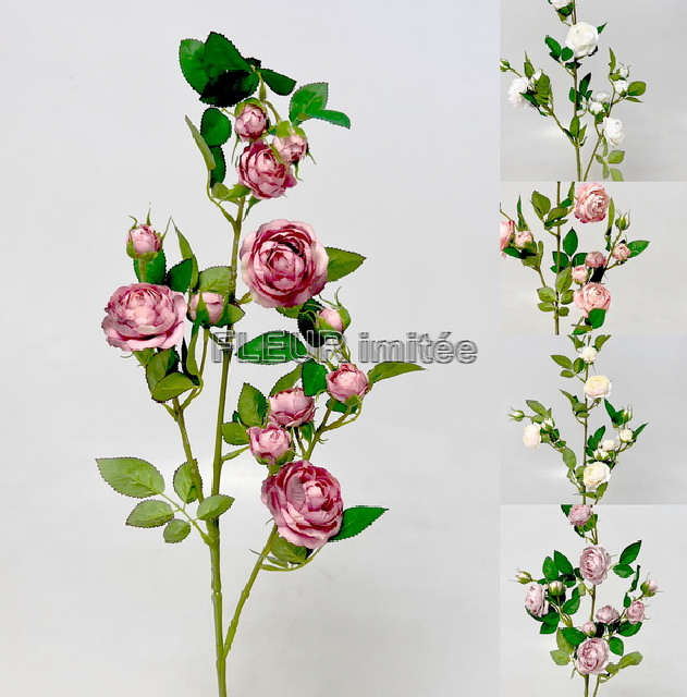 Růže planá 90cm 24/240