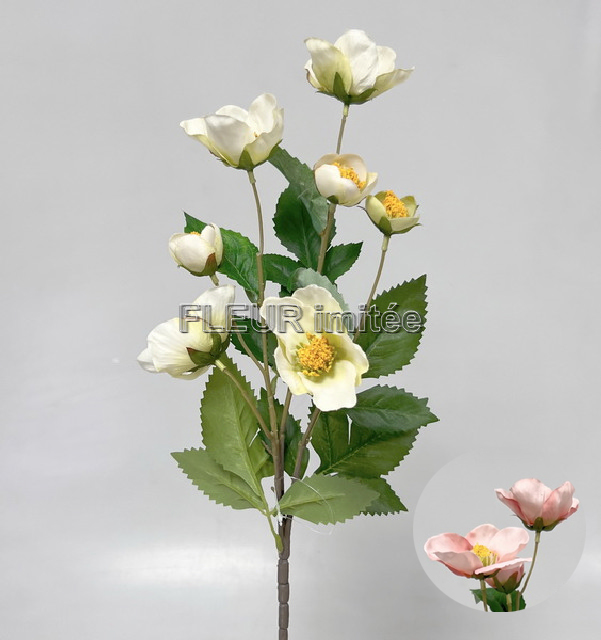 Čemeřice x7 72cm 18/90