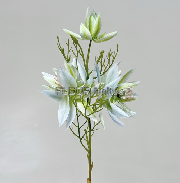 Nigella x3  35cm  6/72