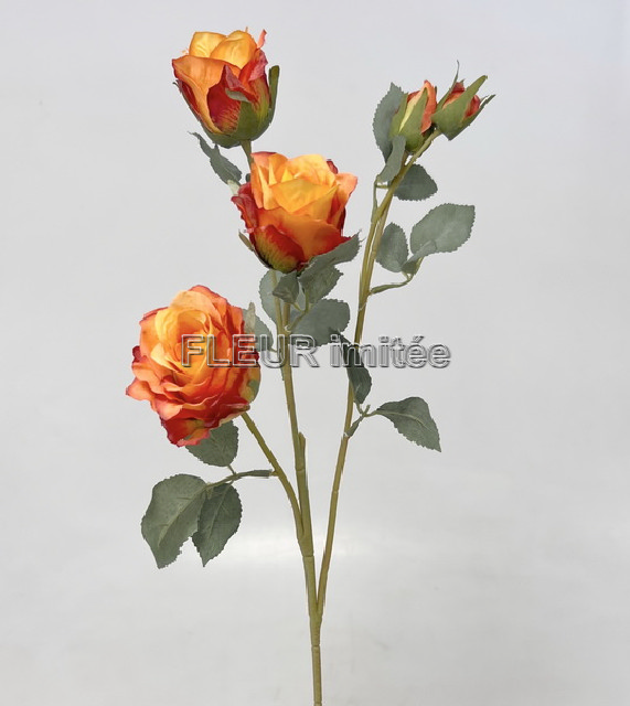 Růže x5 65cm 24/240