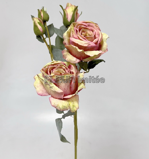 Růže Charlotte 65cm