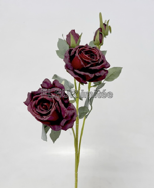 Růže Charlotte 65cm