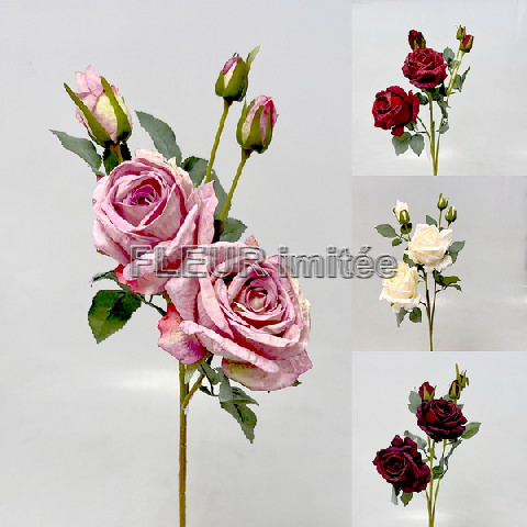 Růže Charlotte 65cm